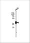 Nucleophosmin 1 antibody, A00450, Boster Biological Technology, Western Blot image 