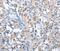 Ankyrin Repeat And SOCS Box Containing 2 antibody, PA5-50361, Invitrogen Antibodies, Immunohistochemistry frozen image 