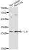 Myc target protein 1 antibody, LS-C749543, Lifespan Biosciences, Western Blot image 