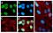 RB Transcriptional Corepressor 1 antibody, 701272, Invitrogen Antibodies, Immunofluorescence image 