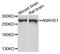 Ankyrin Repeat And KH Domain Containing 1 antibody, A8224, ABclonal Technology, Western Blot image 