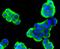 Stathmin 1 antibody, NBP2-67169, Novus Biologicals, Immunofluorescence image 