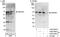 AT-Rich Interaction Domain 3B antibody, A302-565A, Bethyl Labs, Western Blot image 