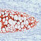 Collagen Type II Alpha 1 Chain antibody, LS-C88055, Lifespan Biosciences, Immunohistochemistry frozen image 