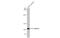 Cadherin 1 antibody, GTX100443, GeneTex, Western Blot image 