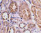BCL2 Interacting Protein 3 Like antibody, ADI-905-185-100, Enzo Life Sciences, Immunohistochemistry frozen image 