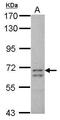 Cilia And Flagella Associated Protein 100 antibody, PA5-28492, Invitrogen Antibodies, Western Blot image 