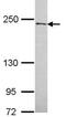 NUMA1 antibody, ab97585, Abcam, Western Blot image 