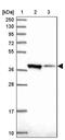 Chromosome X Open Reading Frame 38 antibody, PA5-62139, Invitrogen Antibodies, Western Blot image 