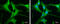 GTP-binding protein Rheb antibody, GTX634335, GeneTex, Immunofluorescence image 