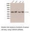 Tubulin Alpha 4a antibody, LS-C192985, Lifespan Biosciences, Western Blot image 