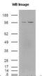 Nuclear Receptor Subfamily 1 Group H Member 3 antibody, PA1-16824, Invitrogen Antibodies, Western Blot image 
