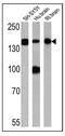 Neurofilament Medium antibody, MA1-2011, Invitrogen Antibodies, Western Blot image 