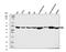 PDZ And LIM Domain 7 antibody, A04377-1, Boster Biological Technology, Western Blot image 