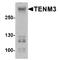 Teneurin Transmembrane Protein 3 antibody, TA349162, Origene, Western Blot image 