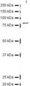 Eukaryotic Translation Initiation Factor 4B antibody, PA5-19666, Invitrogen Antibodies, Western Blot image 