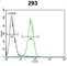 Claudin 12 antibody, abx032651, Abbexa, Western Blot image 