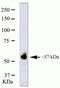 RUNX Family Transcription Factor 2 antibody, 41-1400, Invitrogen Antibodies, Western Blot image 