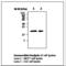 p21 antibody, LS-C62151, Lifespan Biosciences, Western Blot image 