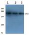 Ubiquitin Specific Peptidase 42 antibody, PA5-36513, Invitrogen Antibodies, Western Blot image 