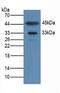 NAD(P)HX Epimerase antibody, abx128629, Abbexa, Western Blot image 