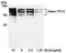 ADAMTS13 antibody, NB100-584, Novus Biologicals, Western Blot image 