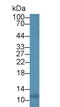 C-X-C Motif Chemokine Ligand 8 antibody, LS-C292471, Lifespan Biosciences, Western Blot image 