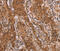 FOS Like 1, AP-1 Transcription Factor Subunit antibody, MBS2518053, MyBioSource, Immunohistochemistry frozen image 