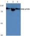 Inhibitor Of Nuclear Factor Kappa B Kinase Subunit Beta antibody, A00118Y188, Boster Biological Technology, Western Blot image 