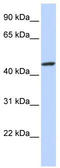 Zinc Finger Protein 239 antibody, TA332060, Origene, Western Blot image 