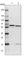 Chaperonin Containing TCP1 Subunit 8 antibody, HPA029426, Atlas Antibodies, Western Blot image 