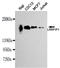 LRR Binding FLII Interacting Protein 1 antibody, LS-C178287, Lifespan Biosciences, Western Blot image 