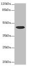 Coiled-Coil Domain Containing 89 antibody, CSB-PA818737LA01HU, Cusabio, Western Blot image 