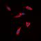 Cadherin 22 antibody, orb315765, Biorbyt, Immunocytochemistry image 