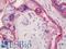 CD46 Molecule antibody, LS-B12666, Lifespan Biosciences, Immunohistochemistry paraffin image 