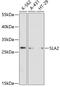 Src Like Adaptor 2 antibody, GTX66120, GeneTex, Western Blot image 