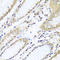 WD Repeat Domain 48 antibody, A07320, Boster Biological Technology, Immunohistochemistry frozen image 