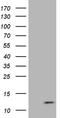 ATP synthase subunit e, mitochondrial antibody, LS-C796119, Lifespan Biosciences, Western Blot image 