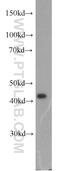 Isocitrate Dehydrogenase (NADP(+)) 2, Mitochondrial antibody, 15932-1-AP, Proteintech Group, Western Blot image 