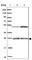 Isopentenyl-Diphosphate Delta Isomerase 1 antibody, HPA039169, Atlas Antibodies, Western Blot image 