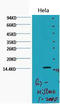 Histone H3 antibody, STJ96989, St John