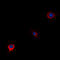 WW Domain Containing Oxidoreductase antibody, LS-C358885, Lifespan Biosciences, Immunofluorescence image 