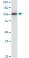 Phospholipase D2 antibody, H00005338-M01, Novus Biologicals, Western Blot image 