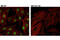 Sirtuin 1 antibody, 8469S, Cell Signaling Technology, Immunocytochemistry image 