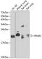 RAB31, Member RAS Oncogene Family antibody, 19-126, ProSci, Western Blot image 