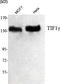 Tripartite Motif Containing 33 antibody, M03133-1, Boster Biological Technology, Western Blot image 