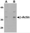 Beta-Actin antibody, 5009, ProSci Inc, Western Blot image 