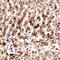 SMAD Family Member 7 antibody, NBP2-24710, Novus Biologicals, Immunohistochemistry paraffin image 