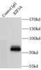 Kinesin Family Member 3A antibody, FNab04563, FineTest, Immunoprecipitation image 