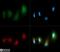 Microtubule Associated Protein 1 Light Chain 3 Alpha antibody, PA1-16931, Invitrogen Antibodies, Immunofluorescence image 